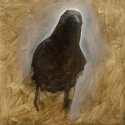 crow3_small